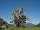 Image of a dying, old tree on the shore of Caburga lake, Chile.